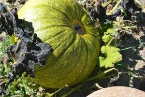 squash