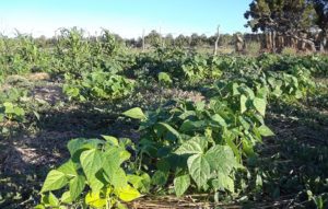 garden with slurry